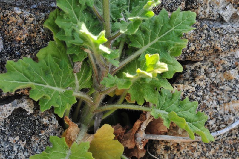 Hyoscyamus albus - Giusquiamo bianco